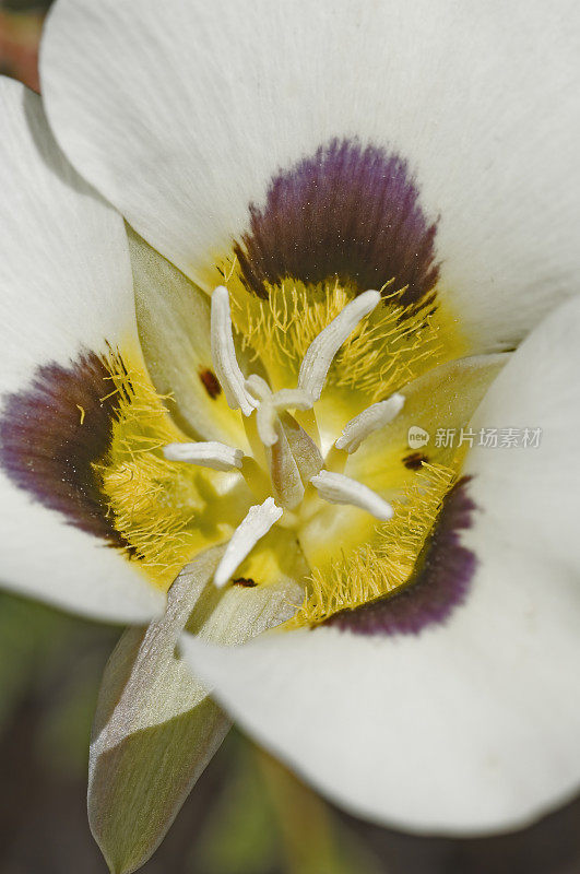 加州莱斯特林的Mariposa Lily、Calochortus leichtlinii、Bumpass Hell Trail、拉森火山国家公园;喀斯喀特山脉。百合科。